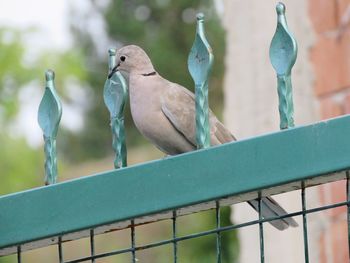 Close-up of birds perching on railing