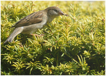 Bird perching on a plant