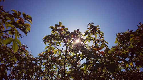 Low angle view of fresh plants against clear sky