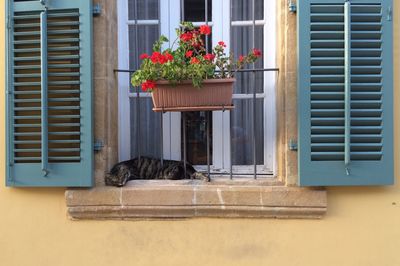 View of cat in window