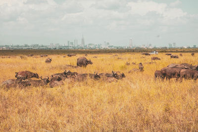 A herd of buffaloes grazing in the wild at nairobi national park, kenya