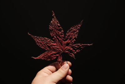 Cropped hand of person holding maple leaf