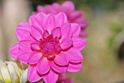 Close-up of pink flower