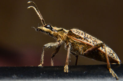 Close-up of insect