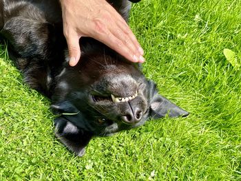 High angle view of human hand on field