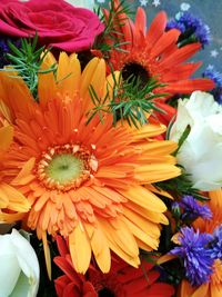 Close-up of multi colored flowering plant