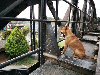 Dog sitting on metal railing