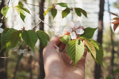 Close-up of hand holding flowering plant