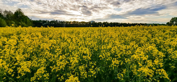 Scenic view of oilseed rape field against sky