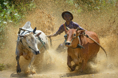 Horse running in water