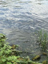 High angle view of ducks in lake