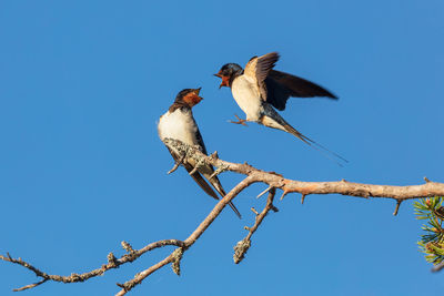 Barn swallow couple in courtship display