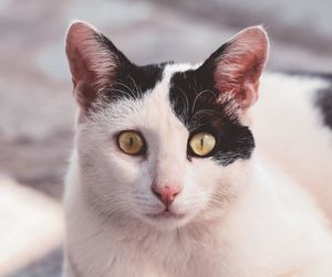 Close-up portrait of cat
