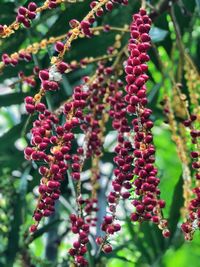 Close-up of red berries growing on tree