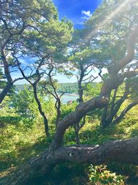 Trees in forest