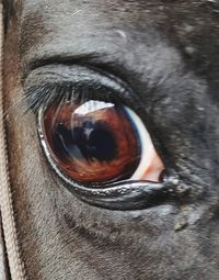 Close-up of dog eye