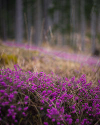 Purple flowering plants on field