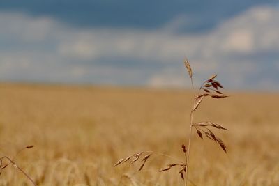 Close-up of wheat growing on field against sky