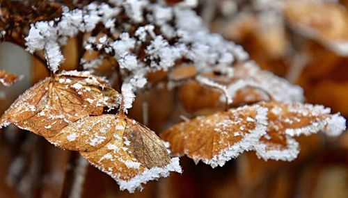 Close-up of frozen leaves