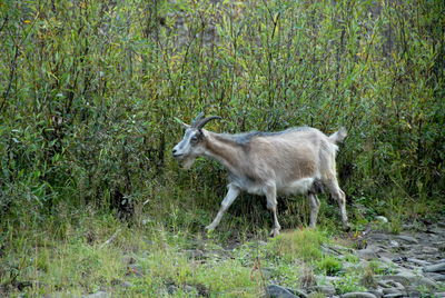 Goat standing on grassy field