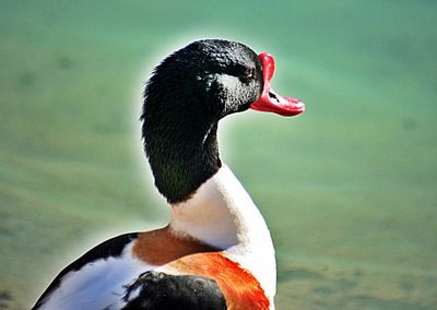 Close-up of duck