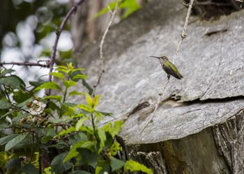 Close-up of bird perching on tree