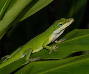Close-up of green lizard