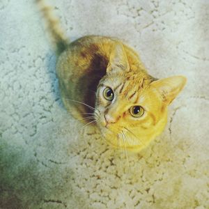 Close-up portrait of an animal