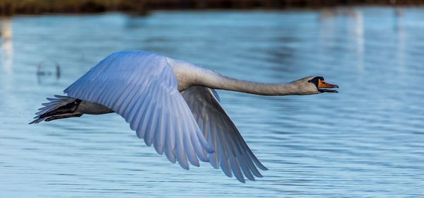 Close-up of swan flying over lake