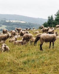 Sheep on field against sky