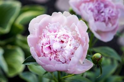 Close-up of pink rose flower