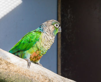 Close-up of parrot perching on wall