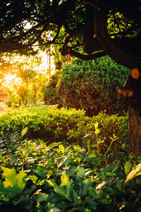Plant growing in park