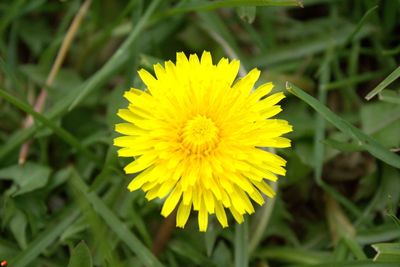 Close-up of yellow flower on field