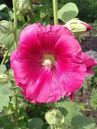 Close-up of pink hibiscus blooming outdoors