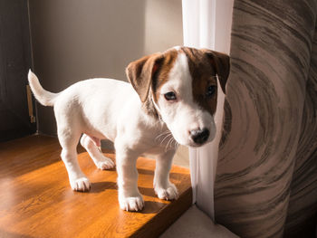 Jack russell puppy on the windowsill on a sunny day