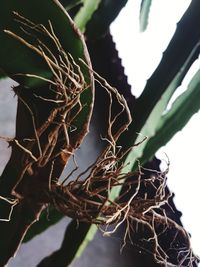 Close-up of wilted plant