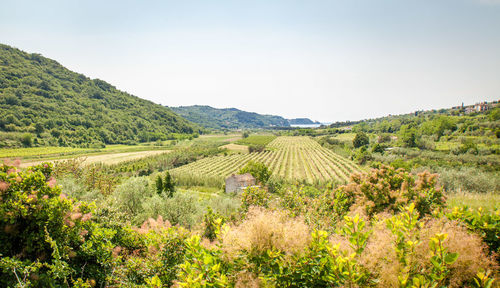 Scenic view of agricultural field against sky