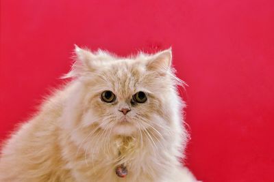 Close-up portrait of a cat