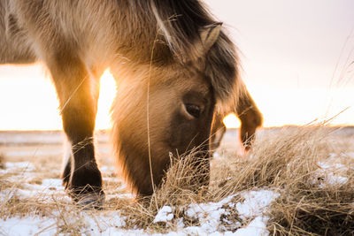 Close-up of horse on field during winter