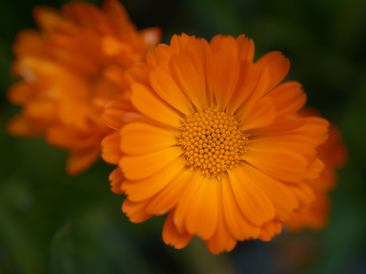 CLOSE-UP OF ORANGE FLOWERING PLANT