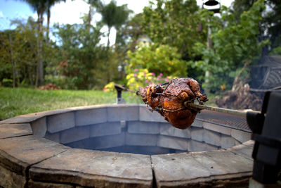 Homemade rotisserie chicken in the backyard.