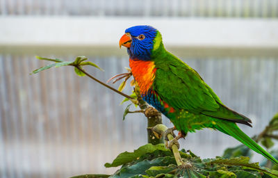 Close-up of parrot perching on leaf