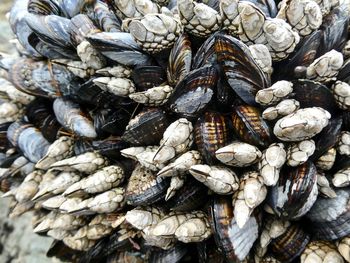 High angle view of shells in market