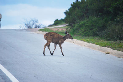 Bushbuck standing on road