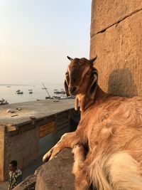 Portrait of goat sitting on wall by man walking at footpath