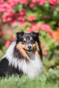 Portrait of a dog looking away