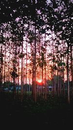 Scenic view of trees in forest