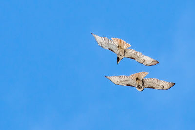 Bird flying in blue sky