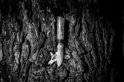 Close-up of tree trunk in forest